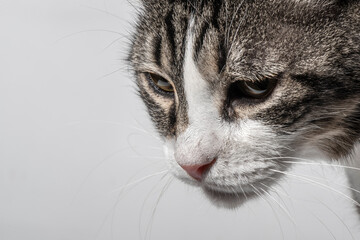 Tabby cat. Black white color cat, white background