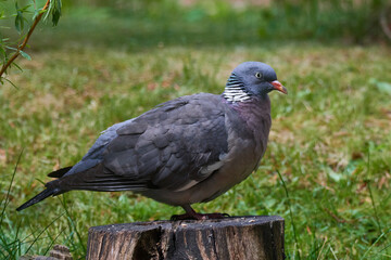 Ringeltaube bei der Futtersuche	