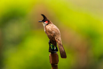 Indian birds from kerala