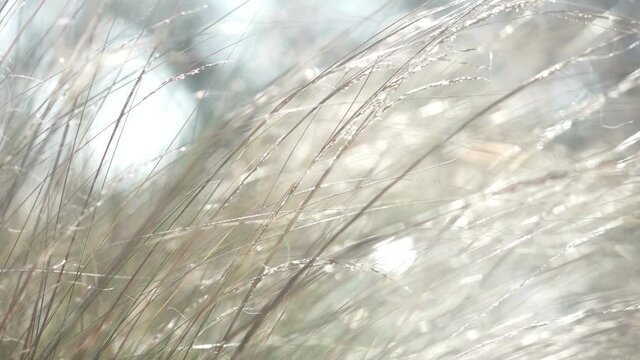Soft wild grasses swaying slowly in a gentle breeze. Close-up view, blurred background, soft and soothing light in natural colors.