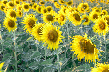 Closeup on one sunflower flower. Beautiful sunset over backgound of big golden sunflower field in the countryside in Thailand during summer time.