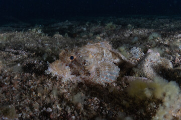 Fish swim in the Red Sea, colorful fish, Eilat Israel
