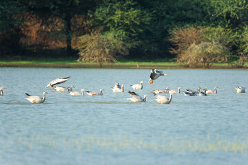 Indian birds from kerala