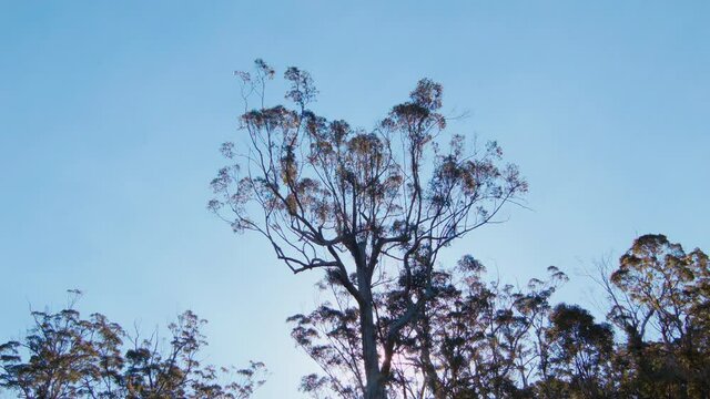 Karri trees silhouetted against the sun in the Gloucester National Park near Pemberton, Western Australia.