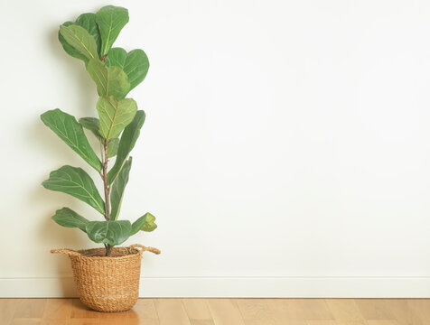 Empty room interior with white wall background and wooden floor. Home lyrata plant in a light empty room