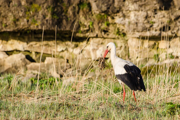 Stork at Venta waterfall, Kuldiga, Latvia