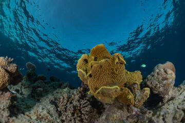 Coral reef and water plants in the Red Sea, Eilat Israel
