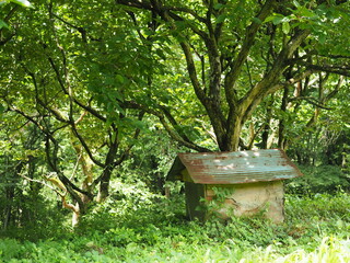 Fototapeta na wymiar 森の中の古い犬小屋