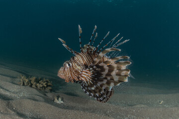 Lion fish in the Red Sea colorful fish, Eilat Israel
