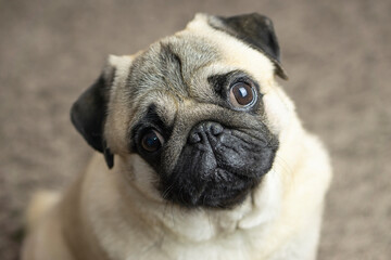 Adorable Dog cute pug breed happiness and smile on brown color background, purebred dog pug breed...