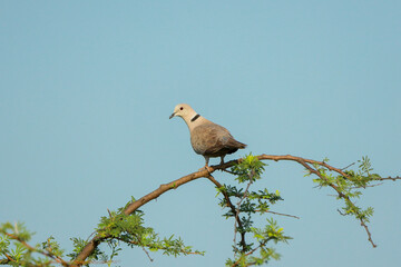 Indian birds from kerala