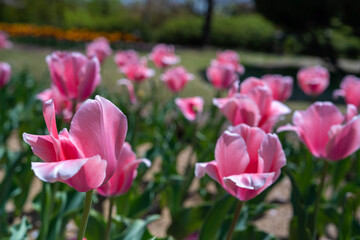 I took a picture in Okayama prefecture, Japan