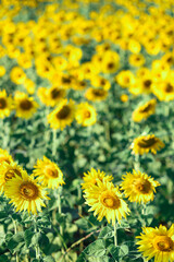 Beautiful sunset over backgound of big golden sunflower field in the countryside in Thailand during summer time.