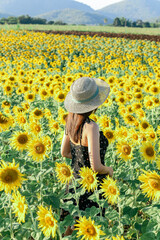 Pretty girl standing in background of sunflower field during sunset light.
Beautiful sunset over big golden sunflower field in the countryside.