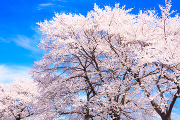 cherry blossom in spring