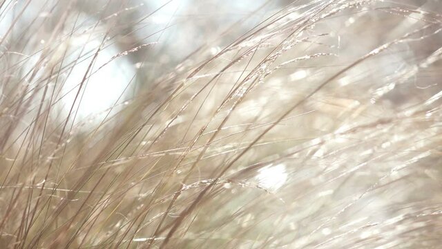 Long wild grasses swaying softly in a gentle breeze. Close-up view, warm and soothing light. Blurred background.