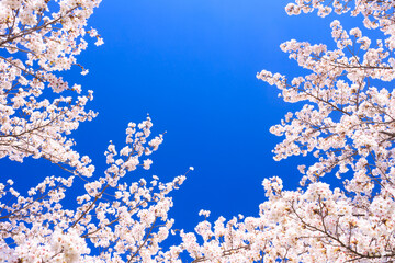 cherry blossom on sky