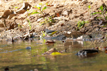 Indian birds from kerala