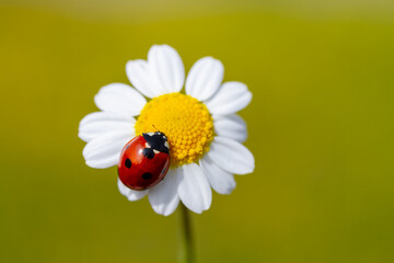 Spring background with daisy and ladybug