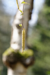 Fototapeta premium birch catkins hanging on a branch in front of a birch tree in blurred background