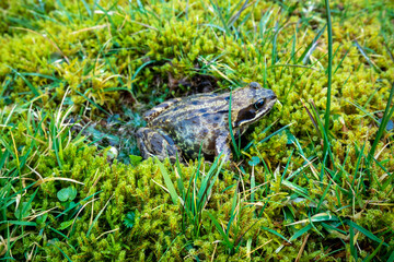A common frog, Rana temporaria, hiding between the green gras and moss in Ireland.