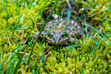A common frog, Rana temporaria, hiding between the green gras and moss in Ireland.