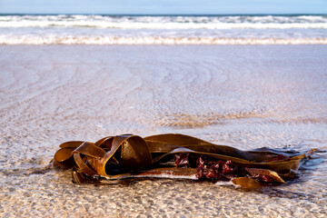 Seaweed on a beach in Portnoo County Donegal - Ireland