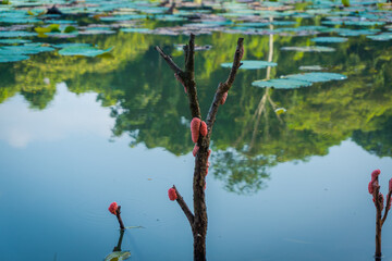 dead branch in a lake