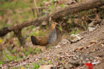 red winged blackbird