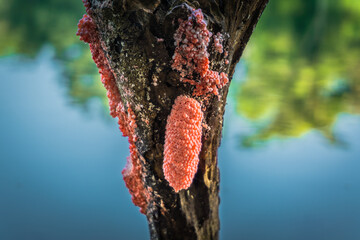 red snail eggs on the dead branch