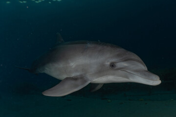 Naklejka premium Dolphin swimming with divers in the Red Sea, Eilat Israel 