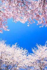 cherry blossom in spring