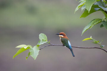 The chestnut-headed bee-eater (Merops leschenaulti) bay-headed bee-eater is a near passerine bird in the bee-eater family Meropidae. It is a resident breeder in the Southeast Asia, including Thailand.