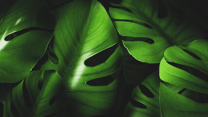 Monstera leaves in a dark tropical forest