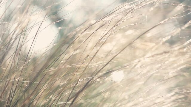 Close-up view of wild grasses gently swaying in a light breeze. Instagram colors, warm tones and vintage mood. 