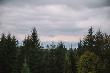 Evergreen trees in the Carpathian mountains with a cloudy sky and a snow-capped peak.  mystical mood over the forest. Beautiful nature of Ukraine.  Selective focus