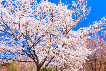 pink cherry blossoms