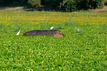 Hippopotamus in a kale with white herons
