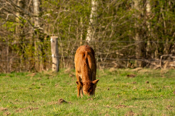Obraz premium Happy little brown calf standing on fresh grass in the sunlight. Graze in the meadow, forest in the background