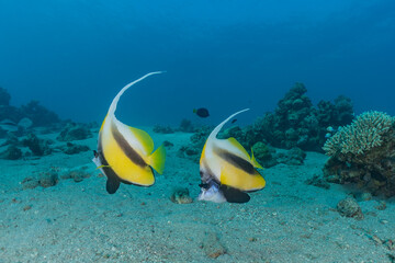 Fish swim in the Red Sea, colorful fish, Eilat Israel
