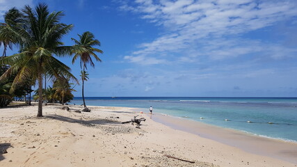 white sand beach with palm trees and turquoise water in Tobago