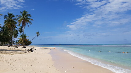 white sand beach with palm trees and turquoise water in Tobago