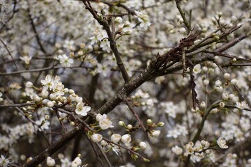 Blackthorn is blossom in Spring