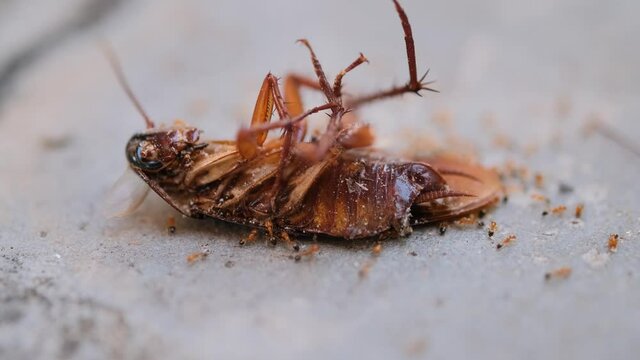 Ants bite to eating dried cockroaches