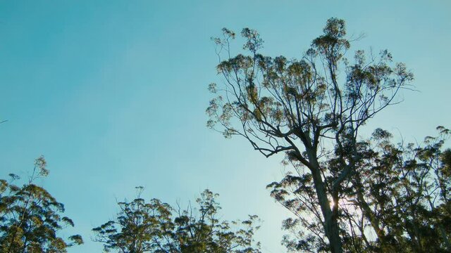 Looking up at Karri trees silhouetted against the sun and sky in the Gloucester National Park near Pemberton, Western Australia.