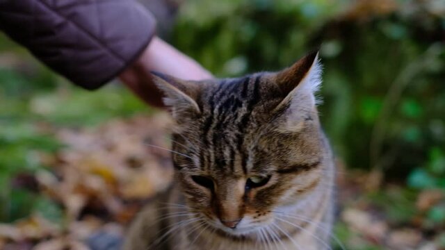 A female hand caresses a tabby cat in the forest. Cute prety cat. Beautiful forest wildcat