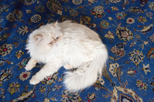 Perserkatze auf dem perserteppich