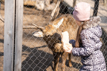 wild herbivore cervus dama in captivity behind the iron fence of the grid, in an aviary, a cage of a zoo under the supervision of people, fed, in summer on a pasture stands alone, calmly.