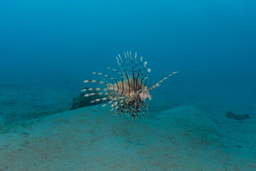 Lion fish in the Red Sea colorful fish, Eilat Israel

