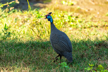 Helmeted Guineafowl in the grass in the Lower Zambezi park